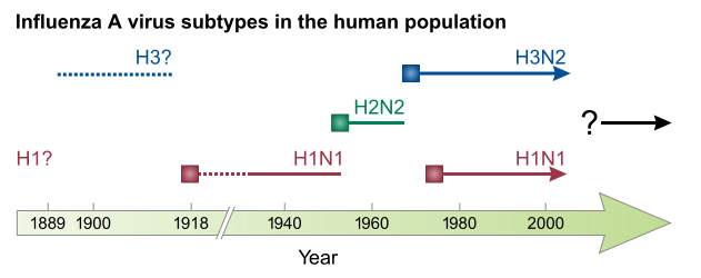 H1N1_631px-Influenza_subtypes.svg.png